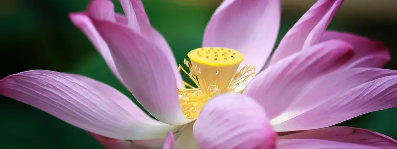 Longevity-Retreat