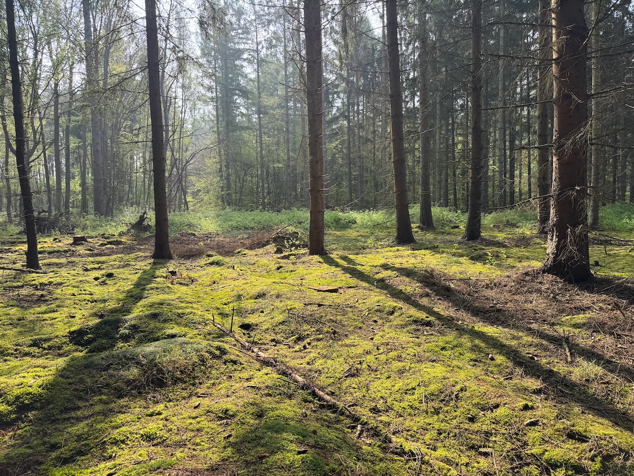 Moosbedeckter Waldboden mit schlanken Kiefern und Fichten in einem naturbelassenen Wald.