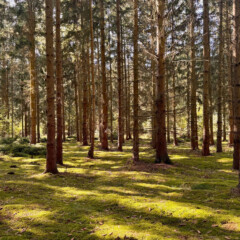 Wald in Friedrichshof