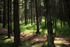 Waldbaden als Bewegungsform